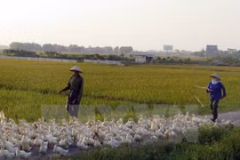 Detectan brote de gripe aviar A/H5N6 en Nam Dinh