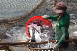 Busca Vietnam medidas para evitar interrupción de exportación de pescados a EE.UU.