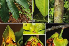 Descubren nuevas especies de flora en Khanh Hoa