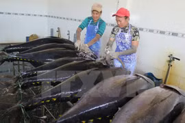 Japón transfiere tecnología de pesca de atún oceánico a Vietnam