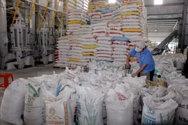 Vietnam suspende venta de arroz con 25 por ciento de grano partido