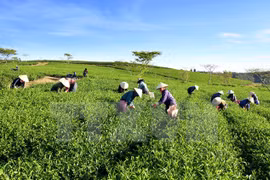  Asistencia de la localidad francesa al cultivo de té vietnamita