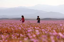 Chile: Flores brotan en el desierto más seco del mundo