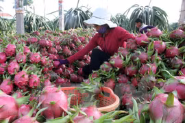 Oportunidades de exportación agrícola vietnamita a Sudcorea