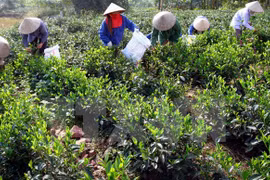 Eliminación del hambre y reducción de la pobreza a través de té