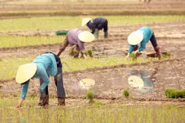 Busca subregión de Mekong reducir emisión de CO2 en cultivo arrocero