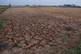  Sequía deja 50 mil hectáreas de tierras incultivables