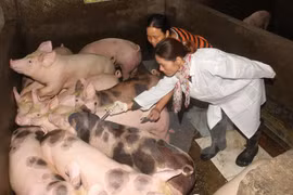 Vietnam estudia vacuna contra fiebre aftosa