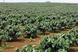 Caficultores vietnamitas y la cuestión de mejorar calidad de productos
