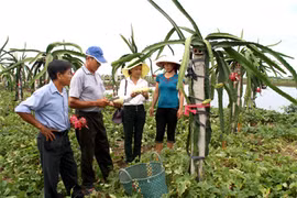 Acelera NinhBinh esfuerzos en construcción de nueva ruralidad