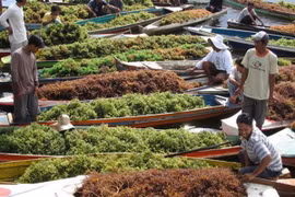  Indonesia, gran proveedor de algas del mundo