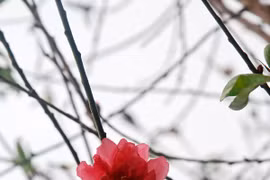 Atmosfera de Año Nuevo Lunar llega temprano a aldea de flores Nhat Tan