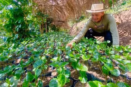 Avanza Colombia en la sustitución de cultivos ilícitos