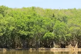 Mitad del ecosistema de manglares en el mundo se dañan