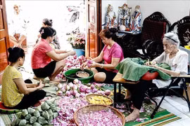 Incluyen artesanía de té con aroma de loto de Hanoi en patrimonio cultural inmaterial nacional. (Fuente:VNA)