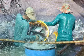 Foto ilustrativa. (Fuente: VNA)