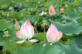 Ninh Binh en temporada de floración del loto deslumbra a turistas 
