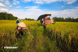 Foto ilustrativa (Fuente: Vietnamplus)