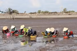 Cultivo de almejas de Ben Tre se recertifica en estándar del Consejo de Administración Marina (Fuente: VNA)