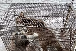 Parque vietnamita recibe macacos y felinos en peligro de extinción (Fuente:VNA)