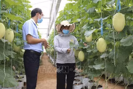 Impulsan desarrollo de personal agrícola en Vietnam