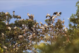 Parque nacional de Vietnam desarrolla turismo asociado a conservación de naturaleza