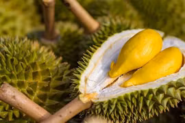 Durián genera expectativas para exportaciones de frutas de Vietnam