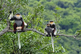 📝 Enfoque: Vietnam refuerza aplicación de ley relacionada con delitos contra vida silvestre