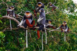 Provincia de Ninh Thuan preserva biodiversidad para desarrollo sostenible