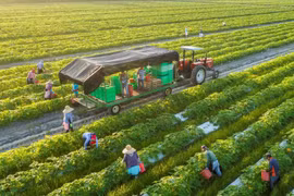 Desarrollan agricultura circular para promover exportaciones sostenibles en Vietnam