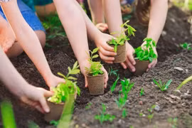 Vietnam se esmera en plantar mil millones de árboles para 2025