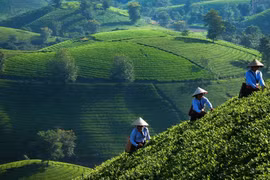 Vietnam se esmera en reducir pobreza y brecha de desarrollo en áreas remotas