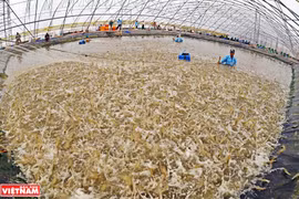 Ca Mau, capital de la industria camaronera de Vietnam