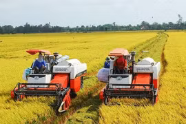 Aumentarán exportaciones de arroz vietnamita en 2023