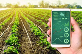 Promueven transformación digital en sector agrícola en Vietnam