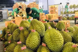 En alza exportaciones de frutas y verduras vietnamitas a China
