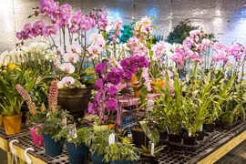 Floricultores de Hanoi aplican alta tecnología para aumentar ingresos
