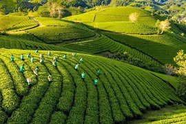 Vietnam agiliza implementación de Estrategia nacional de crecimiento verde