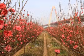 Significado de la flor de durazno en el Tet de Vietnam
