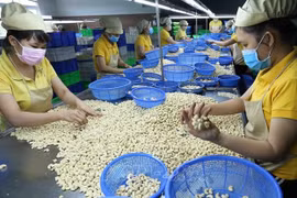 Impresionantes resultados de exportación agrícola de Vietnam en últimos meses de 2023