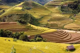 Buscan convertir terrazas de arroz en producto turístico único del Noroeste de Vietnam