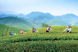 Promueven turismo comunitario asociado a cultura del té en provincia vietnamita