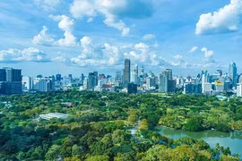 Aumentan ingresos de industria maderera de Vietnam a partir de créditos de carbono