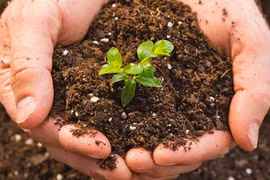 Vietnam producirá 25 por ciento de fertilizantes orgánicos para 2025