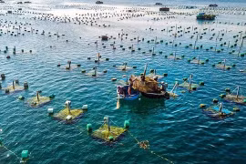 Vietnam promueve acuicultura marina por desarrollo sostenible