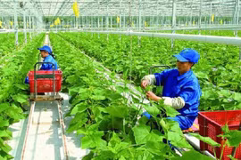 Agricultura vietnamita adopta soluciones para implementar compromisos de COP26