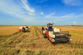 Nuevas oportunidades y desafíos para exportación del arroz de Vietnam