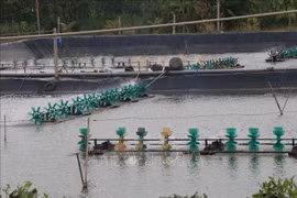 Desarrollan producción acuícola de la provincia vietnamita de Tien Giang