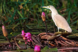 Admirar la belleza de aves en Parque Nacional Tram Chim