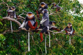 Protegen y promueven la biodiversidad para el desarrollo sostenible